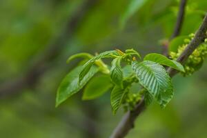 Euonymus europaeus, spindle, European spindle, or common spindle, fusoria, fusanum, ananbeam, shemshad rasmi hermaphrodite flowers rather inconspicuous, small, yellowish green young leaves on branch in park, photo