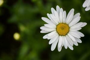 Big white chamomile in flowerbed photo