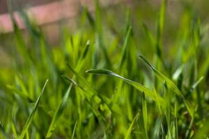verde césped de cerca. natural antecedentes. el primero primavera césped en el césped. foto
