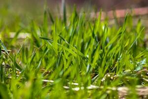 Green grass close-up. Natural background. The first spring grass on the lawn. photo