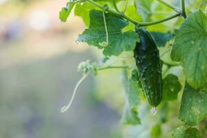 uno verde maduro Pepino en un arbusto entre el hojas. Pepino en el antecedentes de el jardín. foto