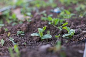 The first sprouts of cucumbers in the garden in the summer. photo