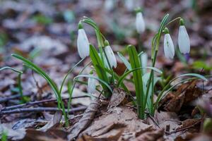 galanto, campanilla de febrero Tres flores en contra el antecedentes de arboles foto