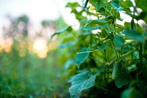 ucumber on a bush among the leaves. Cucumber on the background of the garden. photo