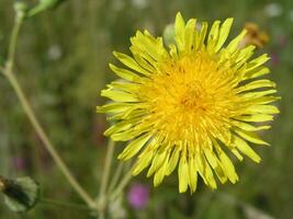 Sonchus arvensis, the field milk thistle,field sowthistle, perennial sow-thistle, corn sow thistle, dindle, gutweed, swine thistle, or tree sow thistle yellow flowers like dandelion. Honey and medicinal plants in Europe. drug plants photo