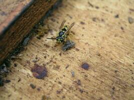 Wasp - thief on a bee hive. The looting of the bees nest. Enemie photo