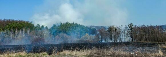 Burning field of dry grass and trees on the background of a large-scale forest fire. Thick smoke against the blue sky. Wild fire due to hot windy weather in summer. dangerous effects of burning grass in the fields in the spring and autumn. photo