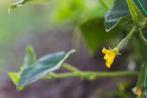 One green ripe cucumber on a bush among the leaves. Cucumber on the background of the garden. photo