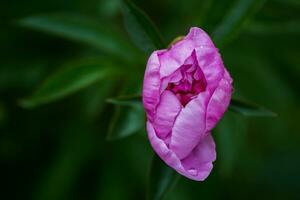 Risen bud pink peony photo