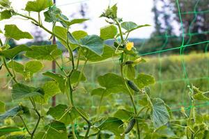Top cucumber Cucumis sativus sprout with young leaves and antennaeCucumber in garden is tied up on trellis. photo
