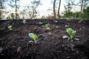 cabbage seedling invegetable garden on black earth photo