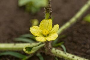 de cerca amarillo sandía flor en melón campo entre verde hojas. sandía creciente en el jardín en el aldea. foto