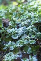 leaves of plants covered with ice crystals. Frost on ground. First frosts. Cold season. Fall cold. photo