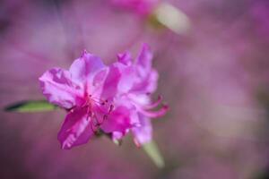 Branch with azaleas flowers against background of pink blurry colors and blue sky. photo