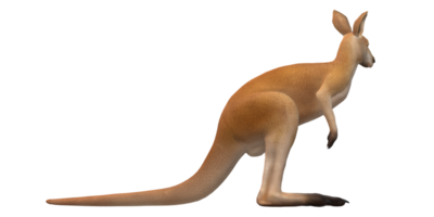 Kangaroo isolated on a Transparent Background png