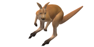 kangourou isolé sur une transparent Contexte png