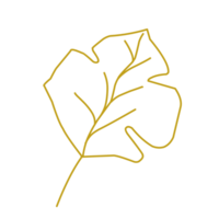 Gold leaf line png