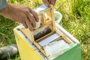 apicultor participación un pequeño núcleo con un joven reina abeja. cría de reina abejas. abejas con panales preparación para artificial inseminación abejas. natural economía. reina abeja jaulas foto