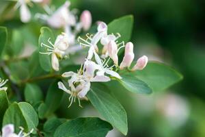 lonicera xilosteo, mosca madreselva, europeo mosca madreselva, enano madreselva o mosca madreselva blanco con rosado flores en un arbusto en el bosque. miel y medicinal plantas en el hábitat. foto