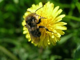 un abeja recoge néctar desde un amarillo flor diente de león en el mes de mayo. miel plantas Ucrania. recoger polen desde flores y brotes foto