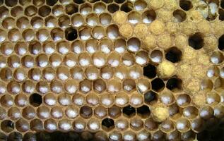 Frame with maggots. Open bee brood. Not capped brood cells of the honey bee Apis mellifera photo