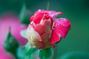 manojo de rosado jardín rosas. hermosa rosado Rosa con oscuro flecos de pétalos mojado después lluvia. foto