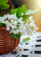 bunch of acacia in wicker basket. Collecting ingredients for natural cosmetics from of black locust, Robinia pseudoacacia, false acacia in spring. Manufacturing medicines at home. photo