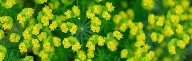 Blooming Euphorbia cyparissias, tcypress spurge plant in spring photo