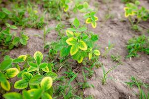 Yellowing young soybean sprouts in a farm field in the spring. photo