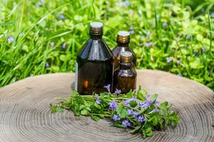 Three pharmaceutical medicine bottles from Glechoma hederacea, Nepeta hederacea, ground-ivy, catsfoot, field balm, and run-away-robin, creeping jenny next to a bunch on green background. Preparation of medicinal plants. Ready potion of grass. photo