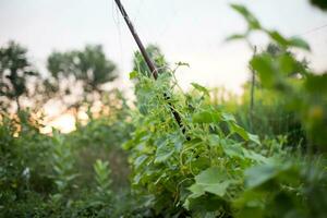 ucumber on a bush among the leaves. Cucumber on the background of the garden. photo