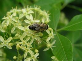 ptelea trifoliata, ordinario lupulado, maloliente ceniza o gofre ceniza ligero foto