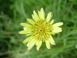 Tragopogon dubius yellow salsify plant, growing on Ukrainian coast photo