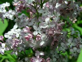 A bee collects pollen from the flowers of lilac. First lilac flo photo