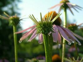 Raindrops on the tips of the petals Echinacea. photo