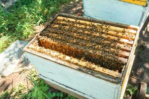 An apiary in the orchard. Hives among the trees. photo