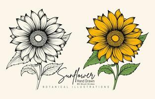 Hand Drawn Vintage Sunflower Highly Detailed Vector Drawing. Hand Drawn Sketch Elements Botanical Illustrations.
