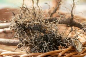 Valerian roots close-up. Collection and harvesting of plant parts for use in traditional and alternative medicine as a sedative and tranquilizer. Ingredients for the preparation of herbal medicines. photo