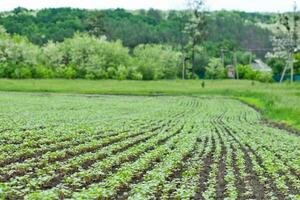 campo de brote alforfón en antecedentes de cielo. alforfón, fagopyrum esculento, japonés alforfón y casco plateado alforfón en el campo. foto