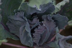 red cabbage purple-leaved , purple cabbage, red kraut, or blue kraut with a drop of dew on a sheet photo