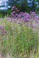 Origanum vulgare L., Oregano, wild marjoram, sweet marjoram purple flowers on a green background. photo