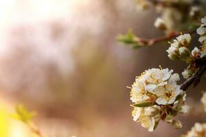 Flowers of Cherry plum or Myrobalan Prunus cerasifera blooming in the spring on the branches. photo