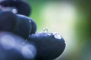 cabernet negro uva, rojo vino hecho desde tal uvas. cabernet Sauvignon uvas. viticultores uvas en enredadera. rojo vino. cosecha concepto. ingredientes para producción de vino. hogar vinificación agroindustria Fresco frutas, macro foto