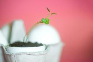 sprout arugula microgrin growing out of an eggshell with dirt. sustainable living concept, zero waste concept photo