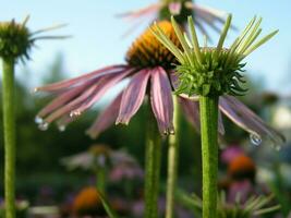 Raindrops on the tips of the petals Echinacea. Echinacea flower close-up on a background of wild flowers and the sky. Large garden daisy in the center for the background on the phone screen or monitor photo