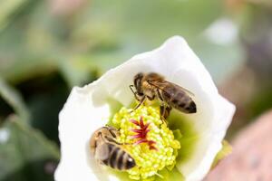 Honey bee collects nectar and pollen in early spring from hellebore, hellebores, Helleborus flowering plants in the family Ranunculaceae. photo