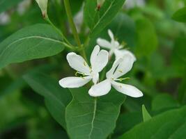 White Honeysuckle Flower with bright yellow, pollen-covered anthers and dark woods behind.  First flowers arborescens in the month of May. Honey plants Ukraine. Collect pollen from flowers and buds photo