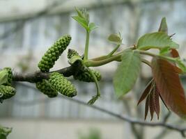 Walnut blooms. Walnuts young leaves and inflorescence on a city background. flower of walnut on the branch of tree in the spring. Honey plants Ukraine. Collect pollen from flowers and buds photo