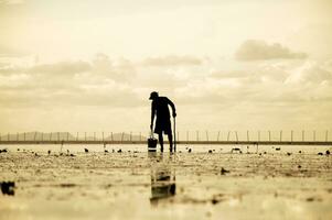 Silhouette of man holding basket for finding the shell in the sea at sunset photo