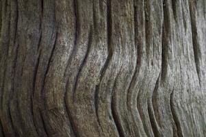 un cerca arriba de un árbol maletero con ondulado líneas foto